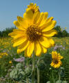 Ashy sunflower  (c) 2003 DCA