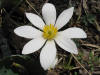 Bloodroot  (c) 2004 DCA