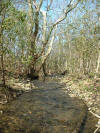Bridenstine Ditch (c) 2003 DCA