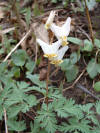 Dutchman's breeches  (c) 2003 DCA