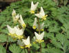 Dutchman's breeches  (c) 2004 DCA