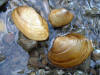 Fat mucket mussels (top) and plain pocketbook (bottom) (c) 2002 DCA