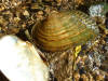 Fluted shell (c) 2002 DCA