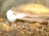 Fragile papershell with foot (c) 2002 DCA