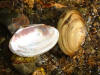 Fragile papershell (c) 2002 DCA