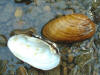 Kidneyshell mussel  (c) 2002 DCA