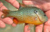 Longear sunfish (c) 2005 DCA