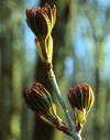 Ohio buckeye in early spring  (c) 2002  DCA