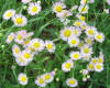 Philadelphia fleabane  (c) 2003 DCA