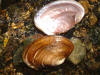 Pink papershell  (c) 2002  DCA
