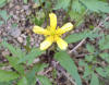 Hispid buttercup  (c) 2003 DCA