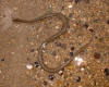 Snake on Big Darby Creek  (c) 2002  DCA