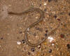 Snake on Big Darby Creek (c) 2002 DCA