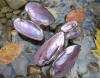 Darby mussels - Spike   (c) 2002 DCA