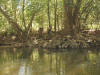 Sycamores, Big Darby Creek  (c) 2002 DCA
