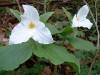 Large-flowered trillium  (c) 2003 DCA