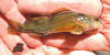 Variegate darter  (c) 2002  DCA