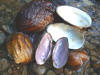 Mussels  (c) 2002 DCA