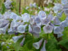 Virginia bluebells  (c) 2003 DCA