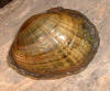 Wavyrayed lampmussel    (c) 2002 DCA