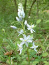 Wild hyacinth  (c) 2003 DCA