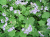 Appendaged waterleaf  (c) 2003 DCA