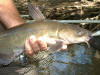 Channel catfish  (c) 2002 DCA