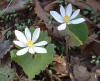 Bloodroot  (c) 2003 DCA