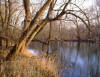 Box elder in March  (c) 2000 James Murtha