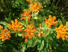 Butterfly milkweed  (c) 2003 DCA