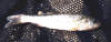 Creek chub  (c) 2002 Jay DeLong