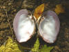 Elephant ear (c) 2002 DCA
