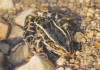 Pickerel frog (c) 2002 DCA