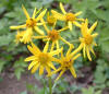 Golden ragwort  (c) 2003 DCA