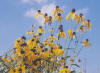 Gray-headed coneflower  (c) 2002 DCA