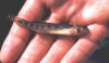 Greenside darter (c) 2001 Jay DeLong