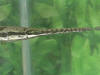 Longnose gar  (c) 2002 DCA