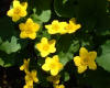 Marsh marigold  (c) 2003 DCA