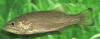 Smallmouth bass (c) 2001 M. Binkley