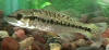 Spotted bass (c) 2001 M. Binkley