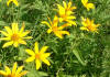 Oxeye sunflower  (c) 2003 DCA