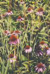 Purple coneflower  (c) 2002 DCA