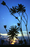 Prairie dock  (c) 2000 James Murtha