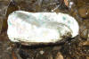 Rabbitsfoot  (c) 2002 DCA
