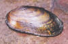Rainbow mussel  (c) 2002  DCA