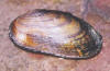 Rainbow mussel (c) 2002 DCA