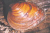 Round pigtoe  (c) 2002 DCA