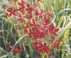 Royal catchfly  (c) 2002 DCA