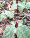 Sessile trillium  (c) 2003  DCA