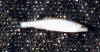 Silverjaw minnow  (c) 2002 Jay DeLong